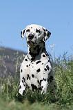 DALMATIEN 034